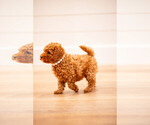 Puppy Vixen Poodle (Miniature)