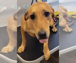 Small Basset Hound-Labrador Retriever Mix