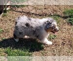 Small #3 Australian Shepherd