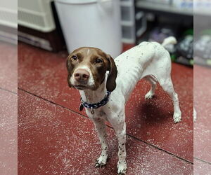 German Shorthaired Pointer-Unknown Mix Dogs for adoption in Fargo, ND, USA