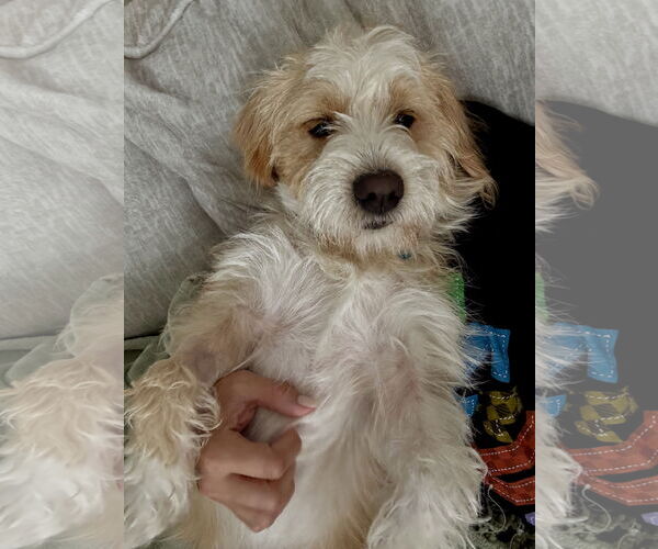Medium Photo #7 Mutt Puppy For Sale in Rosenberg, TX, USA