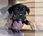 Small Photo #23 American Pit Bull Terrier-Black Mouth Cur Mix Puppy For Sale in QUAKER HILL, CT, USA