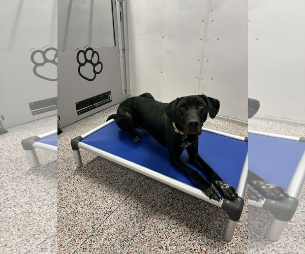 Medium Photo #19 Doberman Pinscher-Great Pyrenees Mix Puppy For Sale in Buffalo, MN, USA