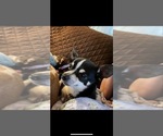 Small Photo #1 Chihuahua Puppy For Sale in AMHERST JUNCTION, WI, USA