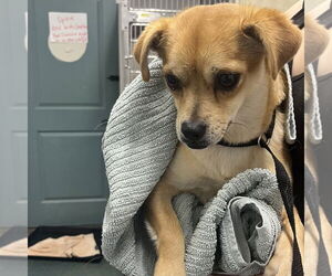 Chug Dogs for adoption in Chico, CA, USA