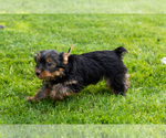 Small #3 Yorkshire Terrier