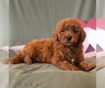 Small #2 Cavapoo (Miniature)