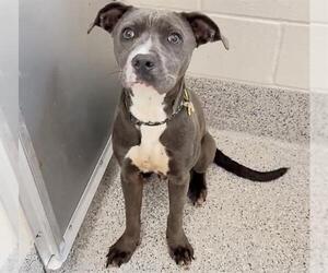 BENNY - Male Mutt Dog for Adoption - Photo #2