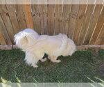 Small #4 Chow Chow-Great Pyrenees Mix