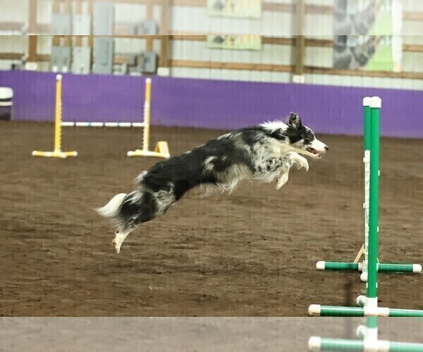 Medium Photo #96 Border Collie Puppy For Sale in MOSIER, OR, USA