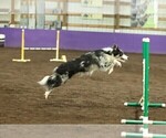 Small Photo #96 Border Collie Puppy For Sale in MOSIER, OR, USA
