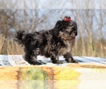 Small #12 ShihPoo