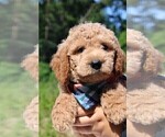 Small Photo #59 Goldendoodle Puppy For Sale in TIMBERLAKE, NC, USA