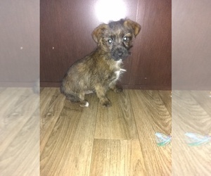 Yorkshire Terrier Puppy for sale in LAPEER, MI, USA
