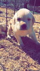 Labrador Retriever Puppy for sale in CUMMING, GA, USA