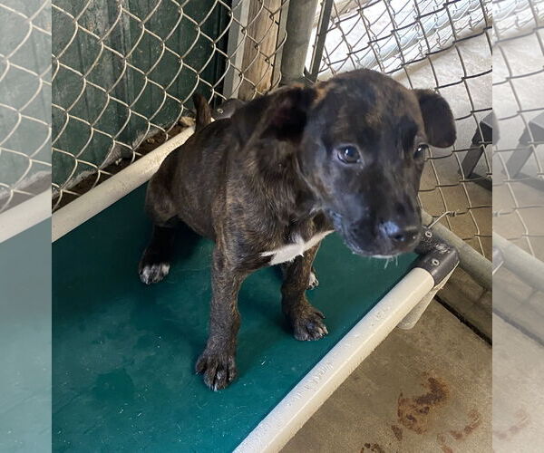 Medium Photo #3 American Pit Bull Terrier-Unknown Mix Puppy For Sale in Sparta, TN, USA