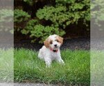 Puppy Cora Poodle (Miniature)