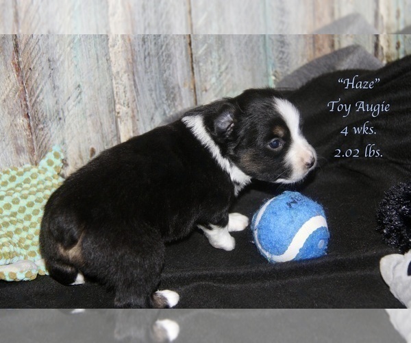 Medium Photo #28 Aussie-Corgi Puppy For Sale in LIND, WA, USA