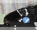 Small Photo #28 Aussie-Corgi Puppy For Sale in LIND, WA, USA