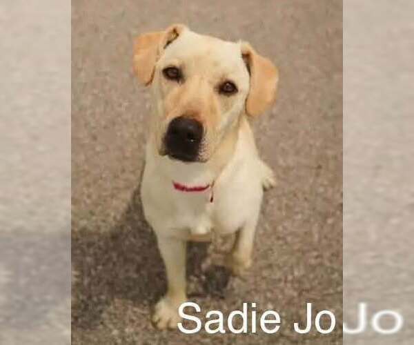 Medium Photo #1 Labrador Retriever Puppy For Sale in Palatine/Kildeer/Buffalo grove, IL, USA