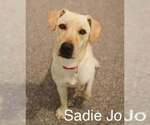 Small Labrador Retriever