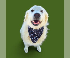 Great Pyrenees Dogs for adoption in Bakersfield, CA, USA