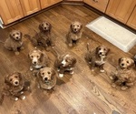 Image preview for Ad Listing. Nickname: Litter of 5