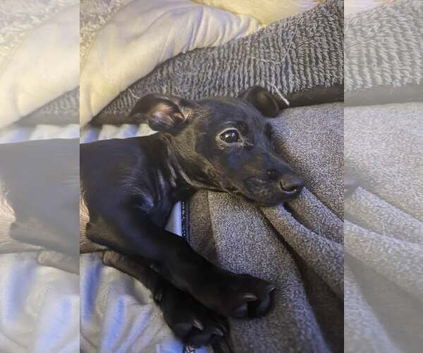 Medium Photo #1 Chiweenie Puppy For Sale in Visalia, CA, USA