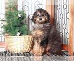 Small Photo #1 Aussiedoodle Miniature  Puppy For Sale in NAPLES, FL, USA