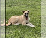 Small #1 Anatolian Shepherd-German Shepherd Dog Mix