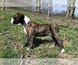 Alapaha Blue Blood Bulldog Puppy for sale in SHELOCTA, PA, USA