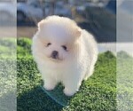 Small #9 Pomeranian