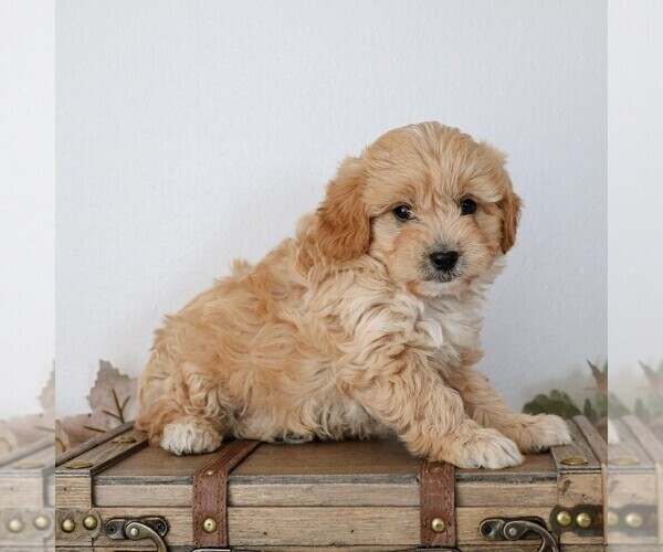 Medium Photo #3 Cavapoo Puppy For Sale in ARTHUR, IL, USA