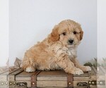 Small #2 Cavapoo