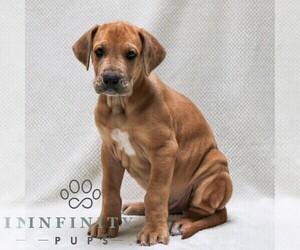 Great Dane Puppy for sale in LITITZ, PA, USA