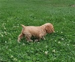 Small Photo #17 Cocker Spaniel Puppy For Sale in WITHEE, WI, USA