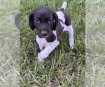 Small Photo #1 German Shorthaired Pointer Puppy For Sale in SORRENTO, FL, USA
