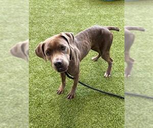 Mutt Dogs for adoption in Baytown, TX, USA