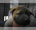 Small Photo #1 Akita Puppy For Sale in LICKING, MO, USA