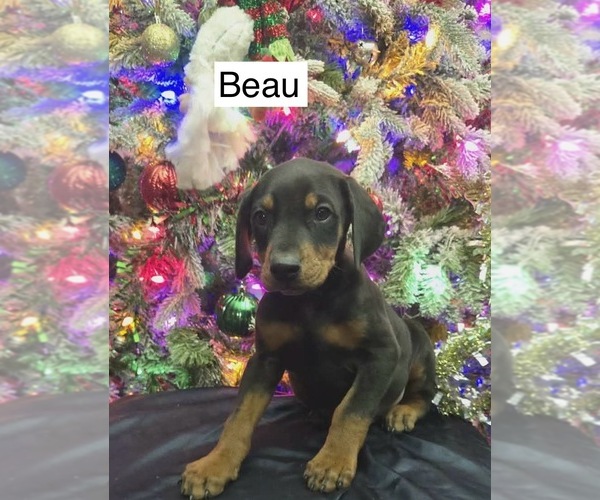 Medium Photo #6 Doberman Pinscher Puppy For Sale in POMEROY, OH, USA