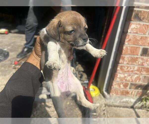 Medium Photo #1 Chihuahua-Unknown Mix Puppy For Sale in Houston, TX, USA