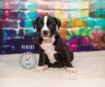 Small #1 Staffordshire Bull Terrier Mix