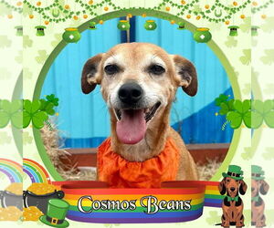 Chiweenie Dogs for adoption in San Antonio, TX, USA