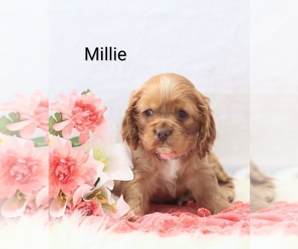 Medium Photo #4 Cocker Spaniel Puppy For Sale in LOYAL, WI, USA