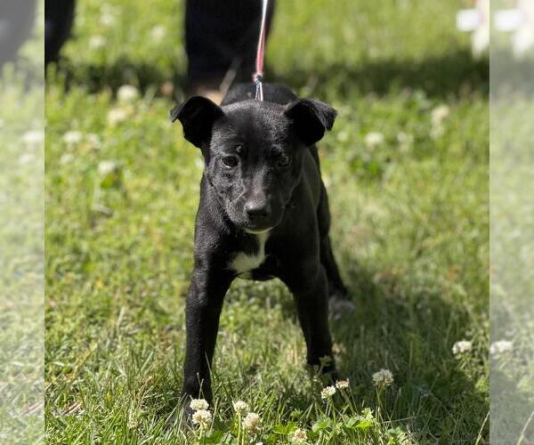 Medium Photo #4 Labrador Retriever-Unknown Mix Puppy For Sale in Yardley, PA, USA