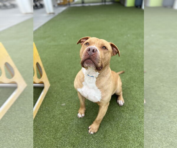Medium Photo #9 Bullypit Puppy For Sale in Princeton, MN, USA