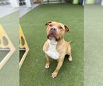 Small #8 Bullypit
