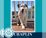 Small #4 Labrador Retriever Mix