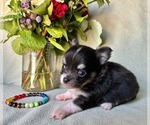 Small #2 Chihuahua