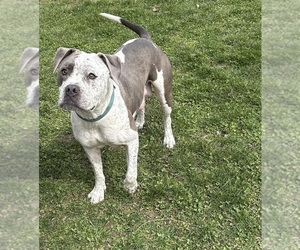 Mother of the American Bulldog puppies born on 02/12/2026